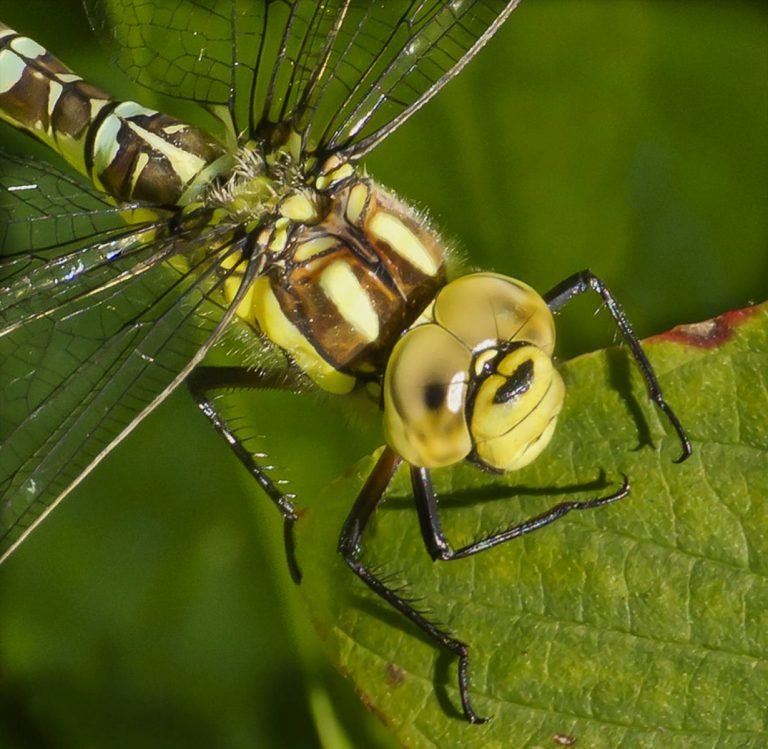 Photography News Entries Camera Club of the Year