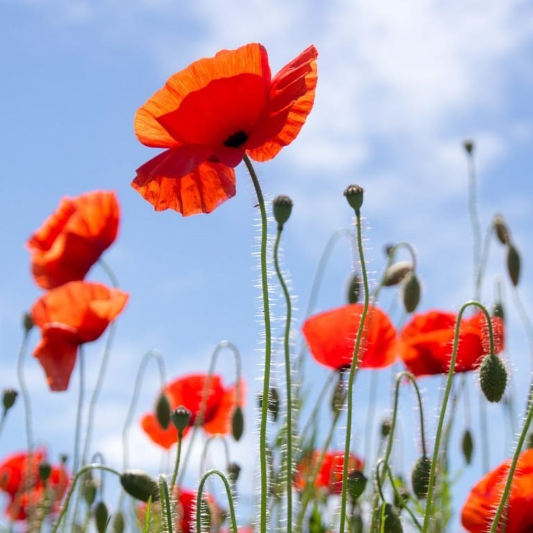 WPS Member Galleries