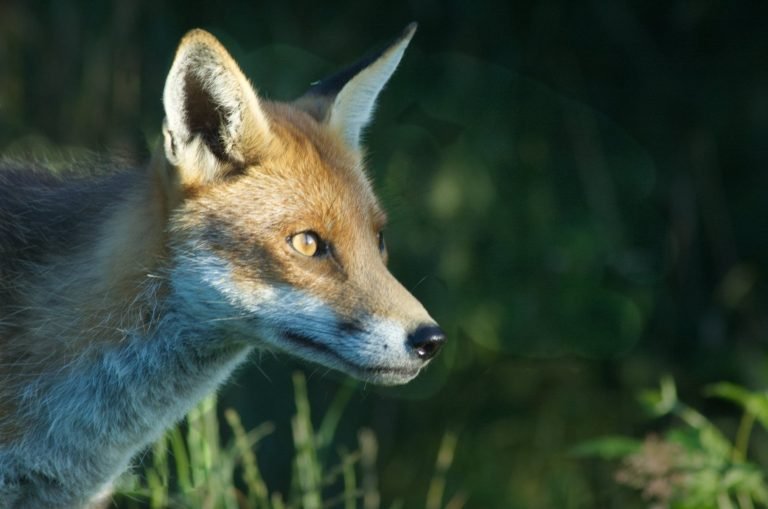 WPS PDI League Round 2 – 28 Jan 2020