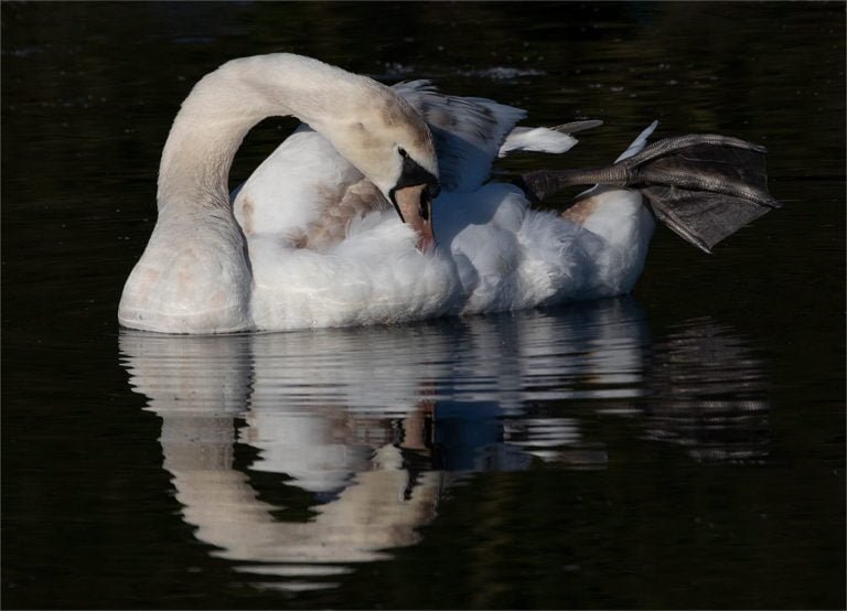 WPS PDI League Round 1 – 29 October 2019