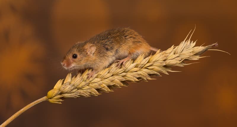 Workshop Images – My own Work?Harvest Mouse