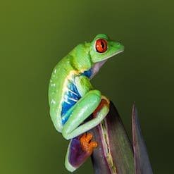 Red-Eyed Tree Frog